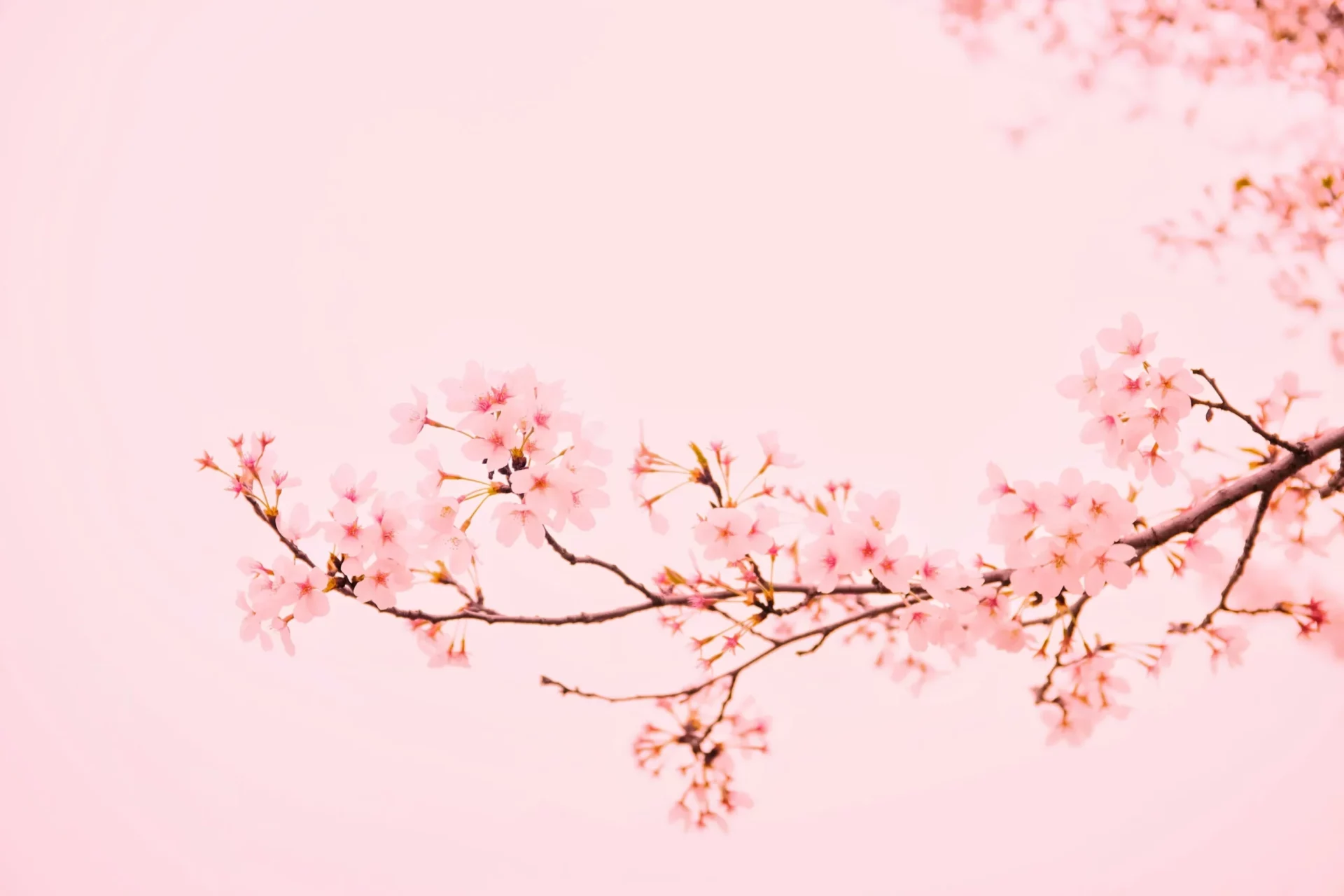 Květy sakury na růžovém pozadí, symbolizující jarní krásu a klidnou atmosféru rozkvetlé přírody.
